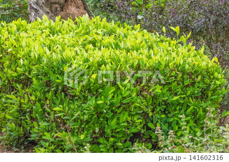 Peradeniya, Royal Botanic Gardens near of Kandy town in Sri Lanka. Cocaine plant, vibrant green foliage bush thriving in a natural outdoor garden setting, showcasing fresh growth and lush leaves . 141602316