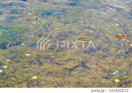 春の水辺　池の浅瀬を泳ぐメダカ07 141602672
