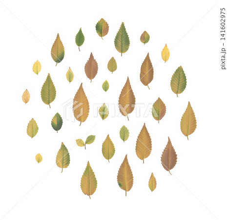 Autumn elm leaves collection isolated on white background, natural herbarium foliage set for seasonal design, botanical decoration, eco projects, scrapbook and nature inspired creative designs Autumn elm leaves collection isolated on white background, natural herbarium foliage set for seasonal design, botanical decoration, eco projects, scrapbook and nature inspired creative designs 141602975