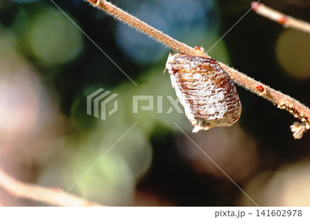 ハラビロカマキリの卵 ハラビロカマキリの卵 141602978