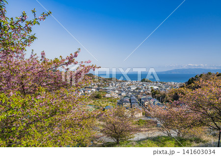 静岡市の由比八千代桜と由比の街並み(静岡県) 静岡市の由比八千代桜と由比の街並み(静岡県) 141603034