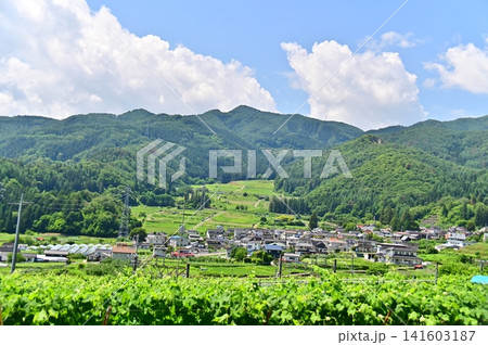 ブドウ棚の向こうに見える爽やかな初夏の風景 ブドウ棚の向こうに見える爽やかな初夏の風景 141603187