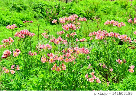 アルストロメの花が咲く畑 アルストロメの花が咲く畑 141603189
