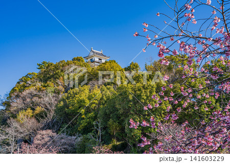 掛川市の掛川城周辺の逆川沿いに咲く掛川桜の風景(静岡県) 141603229