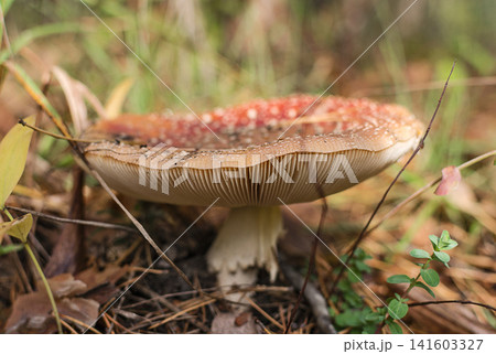 Old fly agaric on autumn forest 141603327