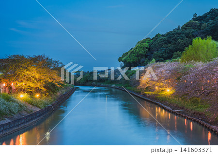 牧之原市の勝間田川沿いに咲くライトアップされた夜桜の風景(静岡県) 141603371