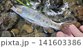 北海道の渓流で釣り上げたニジマス 141603386