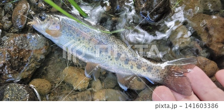 北海道の渓流で釣り上げたニジマス 北海道の渓流で釣り上げたニジマス 141603386
