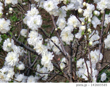 桜ぼけ背景-28 桜ぼけ背景-28 141603585