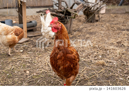 Single brown hen walking in outdoor farmyard with chickens 141603626