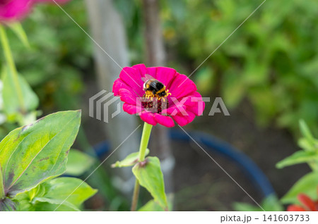 Bumblebee on vibrant pink flower in lush garden setting Bumblebee on vibrant pink flower in lush garden setting 141603733