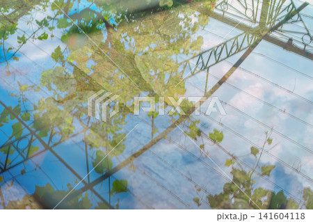 Reflection of grapevines and metal pergola in water. Dreamlike reflection of grapevine leaves, blue sky, metal pergola structure on water surface. Natural abstract background, gardening, architecture Reflection of grapevines and metal pergola in water. Dreamlike reflection of grapevine leaves, blue sky, metal pergola structure on water surface. Natural abstract background, gardening, architecture 141604118