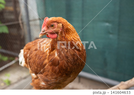 Brown hen with red comb in outdoor enclosure 141604633
