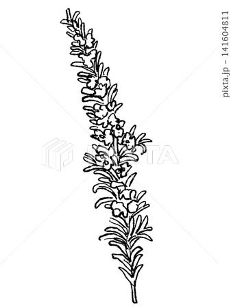 咲き誇るローズマリーの花の手描きの線画イラスト 141604811