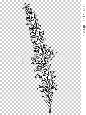 咲き誇るローズマリーの花の手描きの線画イラスト 141604811