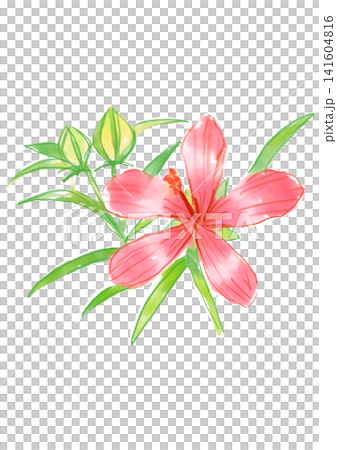 A hand-painted watercolor illustration of blooming maple-leaved hibiscus flowers. A hand-painted watercolor illustration of blooming maple-leaved hibiscus flowers. 141604816