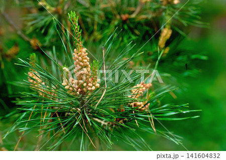 Green life.Blooming saturated spruce branches fir with cones,needles 141604832