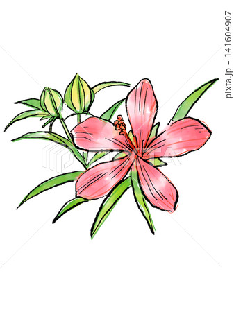 咲き誇るモミジアオイの花の手描きの線画と水彩イラスト 咲き誇るモミジアオイの花の手描きの線画と水彩イラスト 141604907
