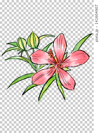 手繪線條畫和水彩插圖,描繪了盛開的楓葉芙蓉花。 手繪線條畫和水彩插圖,描繪了盛開的楓葉芙蓉花。 141604907