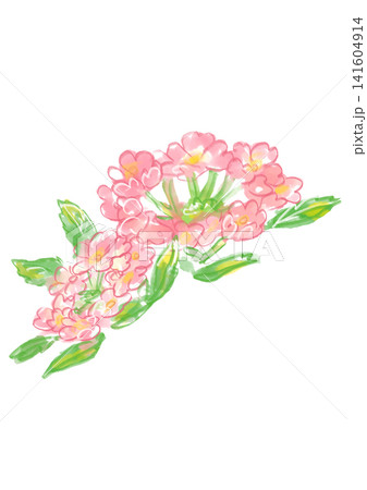 咲き誇るバーベナの花の手描きの水彩イラスト 咲き誇るバーベナの花の手描きの水彩イラスト 141604914