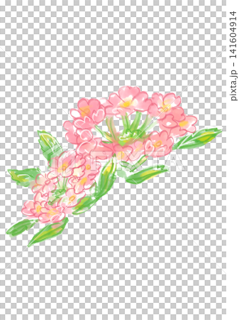 咲き誇るバーベナの花の手描きの水彩イラスト 咲き誇るバーベナの花の手描きの水彩イラスト 141604914