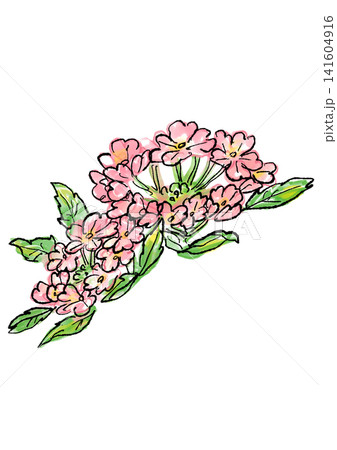 咲き誇るバーベナの花の手描きの線画と水彩イラスト 咲き誇るバーベナの花の手描きの線画と水彩イラスト 141604916