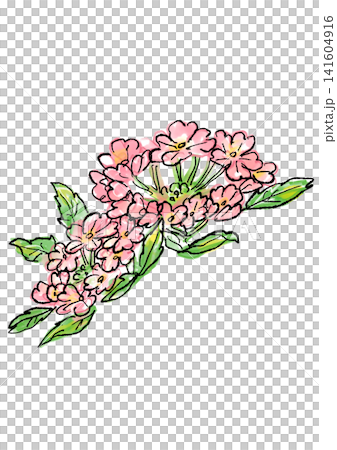咲き誇るバーベナの花の手描きの線画と水彩イラスト 咲き誇るバーベナの花の手描きの線画と水彩イラスト 141604916