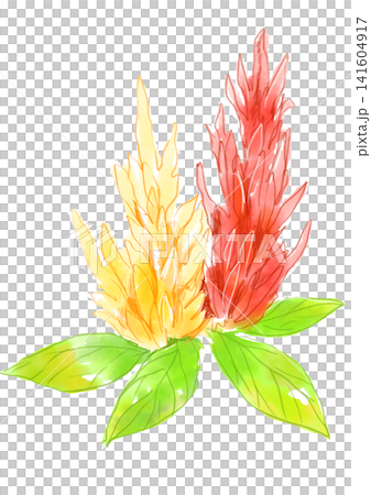 一幅手繪水彩插圖，描繪了盛開的雞冠花。 141604917