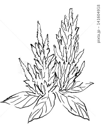 咲き誇るケイトウの花の手描きの線画イラスト 咲き誇るケイトウの花の手描きの線画イラスト 141604918
