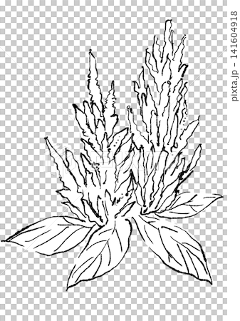 咲き誇るケイトウの花の手描きの線画イラスト 咲き誇るケイトウの花の手描きの線画イラスト 141604918