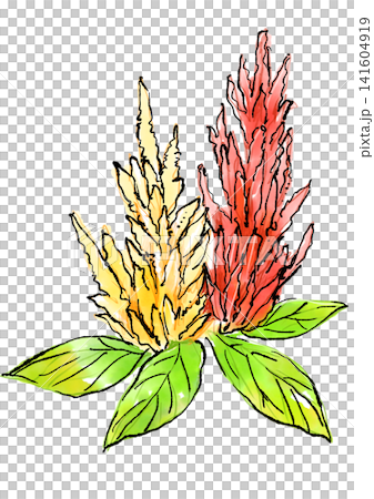 手繪線條畫和水彩插圖,描繪了盛開的雞冠花。 手繪線條畫和水彩插圖,描繪了盛開的雞冠花。 141604919