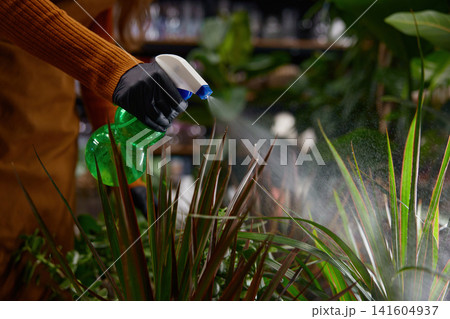 Person in orange sweater waters indoor green plants carefully Person in orange sweater waters indoor green plants carefully 141604937