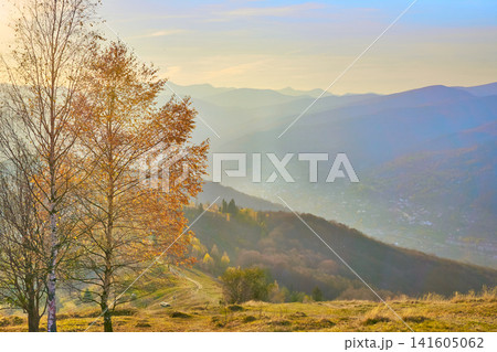 Autumn in mountains.Young birches on on the slope in sunny rays Autumn in mountains.Young birches on on the slope in sunny rays 141605062