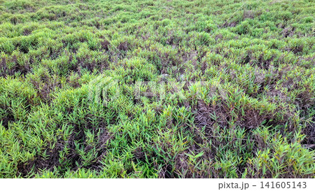 Wide Texture Background of Overgrown Green Grass Meadow Wide Texture Background of Overgrown Green Grass Meadow 141605143