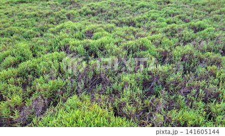 Thick Dense Wild Green Grass Field Surface Pattern Thick Dense Wild Green Grass Field Surface Pattern 141605144