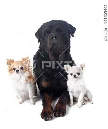 cavalier king charles, papillons and chihuahuas cavalier king charles, papillons and chihuahuas 141605403