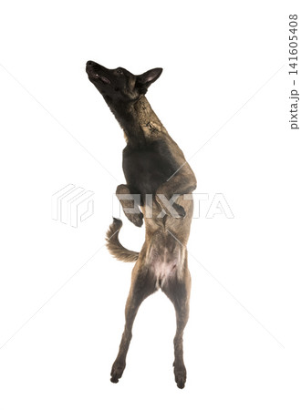 belgian shepherd malinois belgian shepherd malinois 141605408