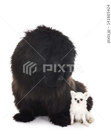 newfoundland dog and chihuahua newfoundland dog and chihuahua 141605424