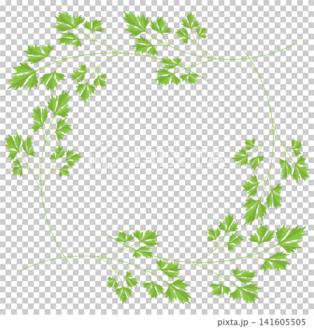意大利歐芹框架 意大利歐芹框架 141605505