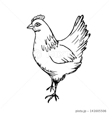 Freehand drawn black outline vector drawing poultry chicken isolated on a white background. Organic farm products, market. For coloring books, labels, stickers. Freehand drawn black outline vector drawing poultry chicken isolated on a white background. Organic farm products, market. For coloring books, labels, stickers. 141605506