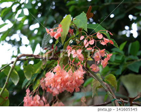 ピンクの花を咲かせる木立ベゴニア ピンクの花を咲かせる木立ベゴニア 141605545