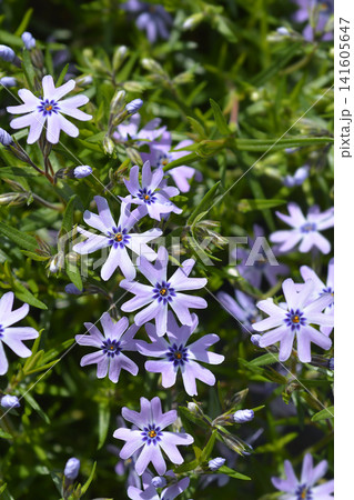 Creeping Phlox Fabulous Blue Dark Centre Creeping Phlox Fabulous Blue Dark Centre 141605647