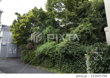 住宅街に取り残されツタや樹木に完全に覆い尽くされた老朽化空き家 住宅街に取り残されツタや樹木に完全に覆い尽くされた老朽化空き家 141605766