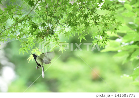 茨城県水戸市逆川緑地 初夏の公園で緑に染まり青紅葉と遊ぶシジュウカラ 141605775