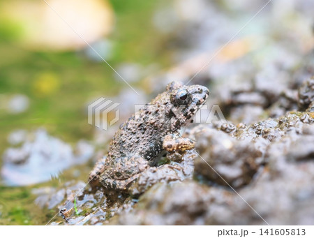 田んぼの畦の土に紛れて目立たないカエル 田んぼの畦の土に紛れて目立たないカエル 141605813