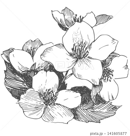 Vector sketch of Philadelphus. Spring branch of jasmine in engraving style. Clipart for wedding invitations. Imitation of the ancient technique of etching. Linear ink drawing of amock orange. Vector sketch of Philadelphus. Spring branch of jasmine in engraving style. Clipart for wedding invitations. Imitation of the ancient technique of etching. Linear ink drawing of amock orange. 141605877