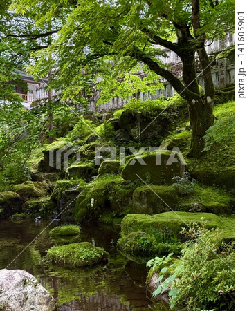 苔むす岩と清流流れる青もみじの庭 苔むす岩と清流流れる青もみじの庭 141605901
