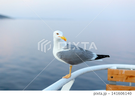 seagull on ferry boat railing with the blurred blue sea and mountains of Thassos island in the background, Greece seagull on ferry boat railing with the blurred blue sea and mountains of Thassos island in the background, Greece 141606140