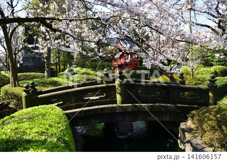 日本の東京 春の浅草 浅草寺境内の美しい庭園 満開の桜と石造のレトロな橋 日本の東京 春の浅草 浅草寺境内の美しい庭園 満開の桜と石造のレトロな橋 141606157