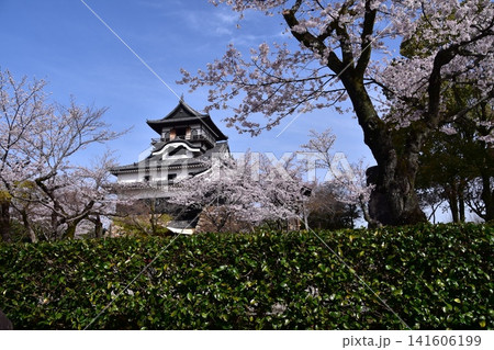 日本の愛知県の犬山市 春の犬山城と満開の桜 日本最古の国宝天守と美しい青空 日本の愛知県の犬山市 春の犬山城と満開の桜 日本最古の国宝天守と美しい青空 141606199